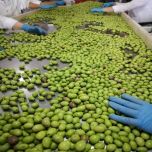 VISITE GUIDATE E DEGUSTAZIONI