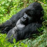 4 Days Uganda Gorilla Safari
