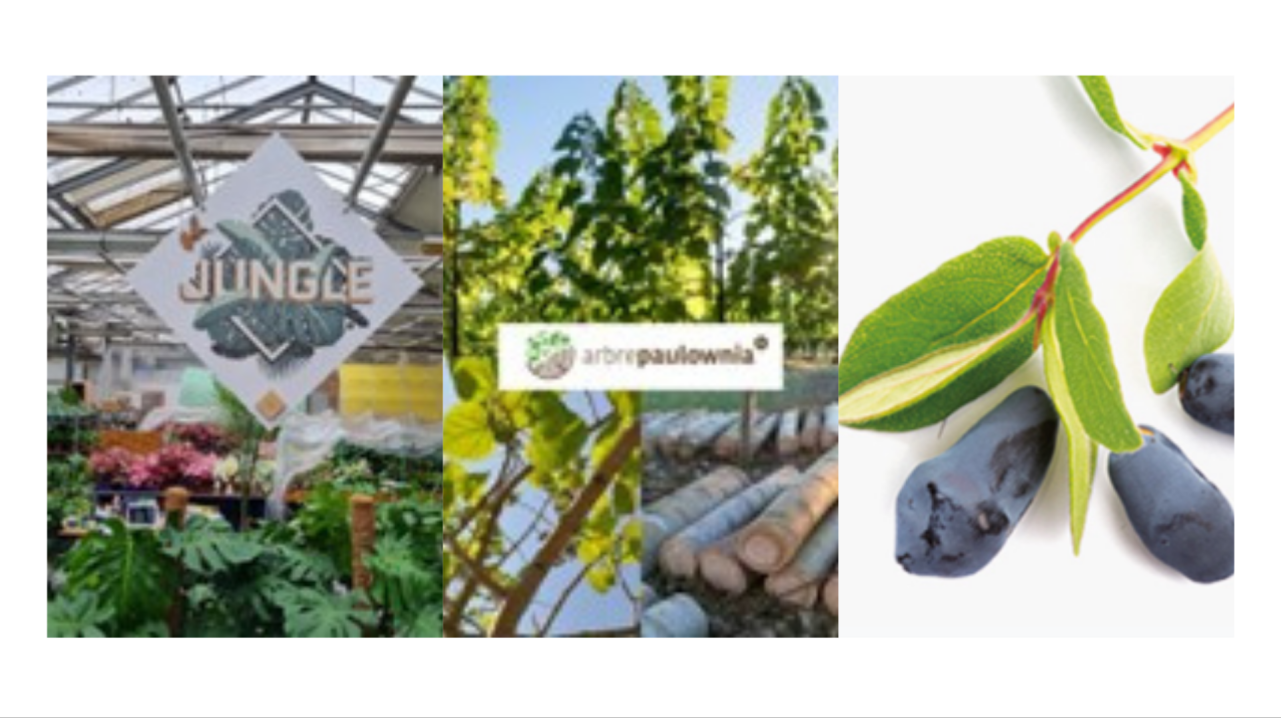 A la découverte de nouvelles cultures | Les Plantes tropicales, Le Paulownia, La Camerise