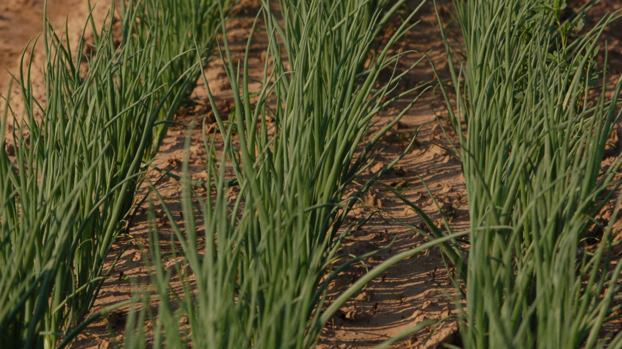 Désherbage en oignon