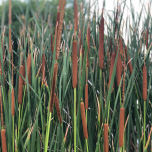 Plantes pour phytoépuration / lagunage