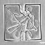 3D Human-like Tissue Models