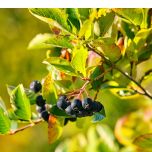 ARONVIT® Diabetes and metabolic health