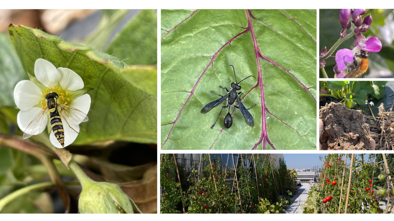 Biodiversité en zone urbaine : la recolonisation des espèces est-elle possible ?