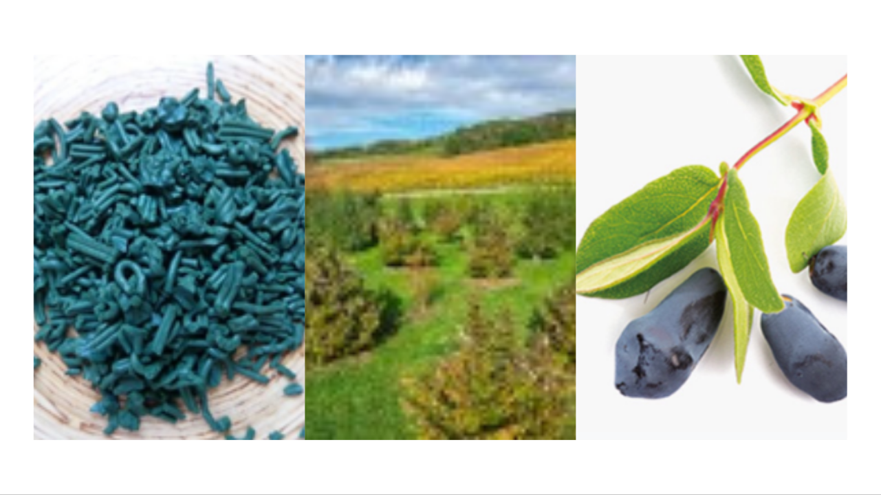 A la découverte de nouvelles cultures | La Spiruline, la filière Trufficole, La Camerise