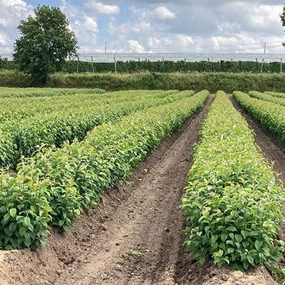 M200 (C.O.V. en cours)