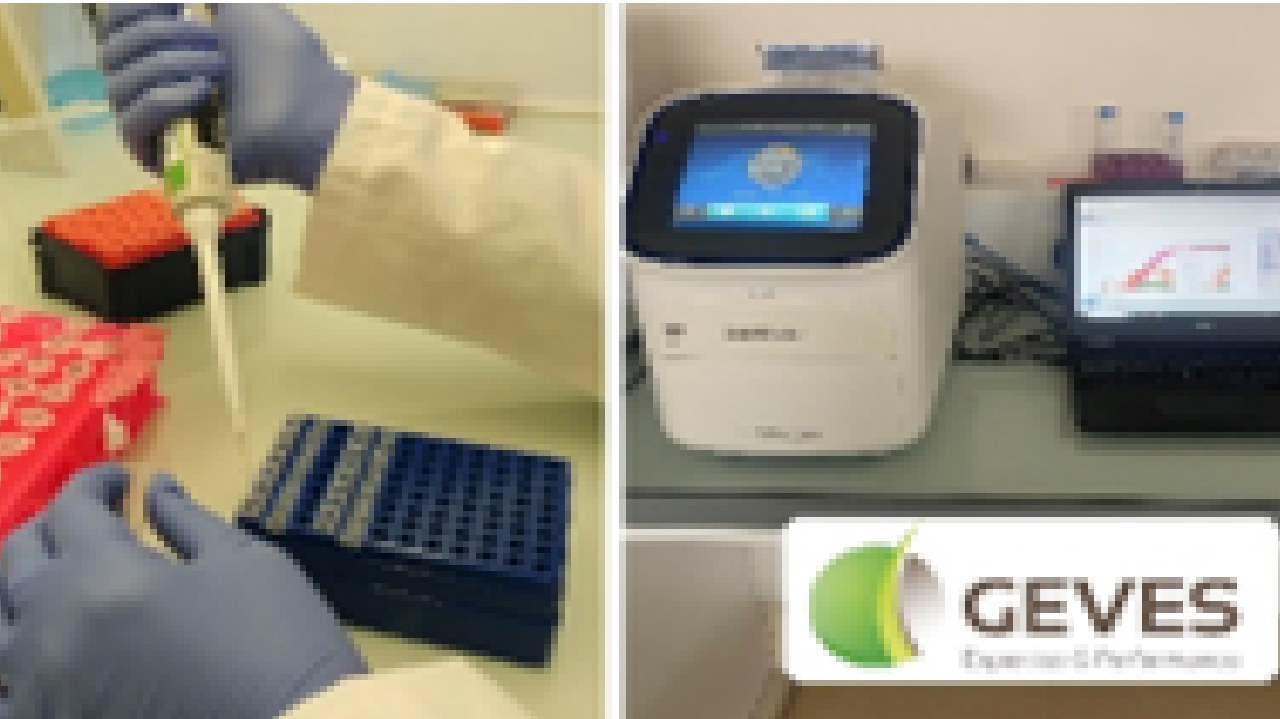 Détecter des pathogènes avec la Biologie Moléculaire