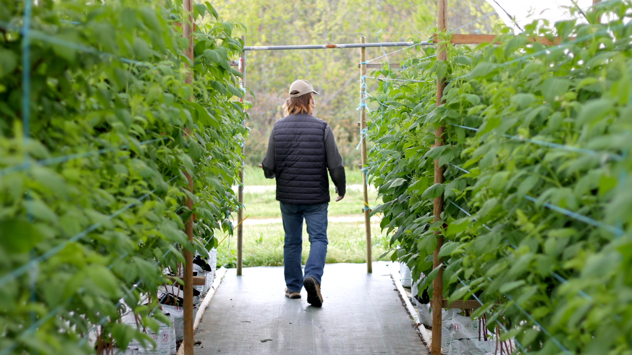 Le Rendez-vous "diversification" by SIVAL : Châtaigne et framboise, des cultures d’avenir candidates à la diversification : Opportunités marchés, prérequis techniques, attendus économiques.