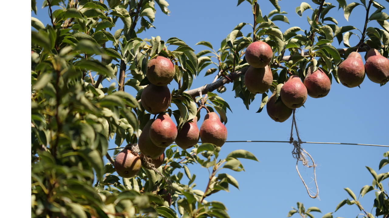 Implication des producteurs de la filière Fruits
