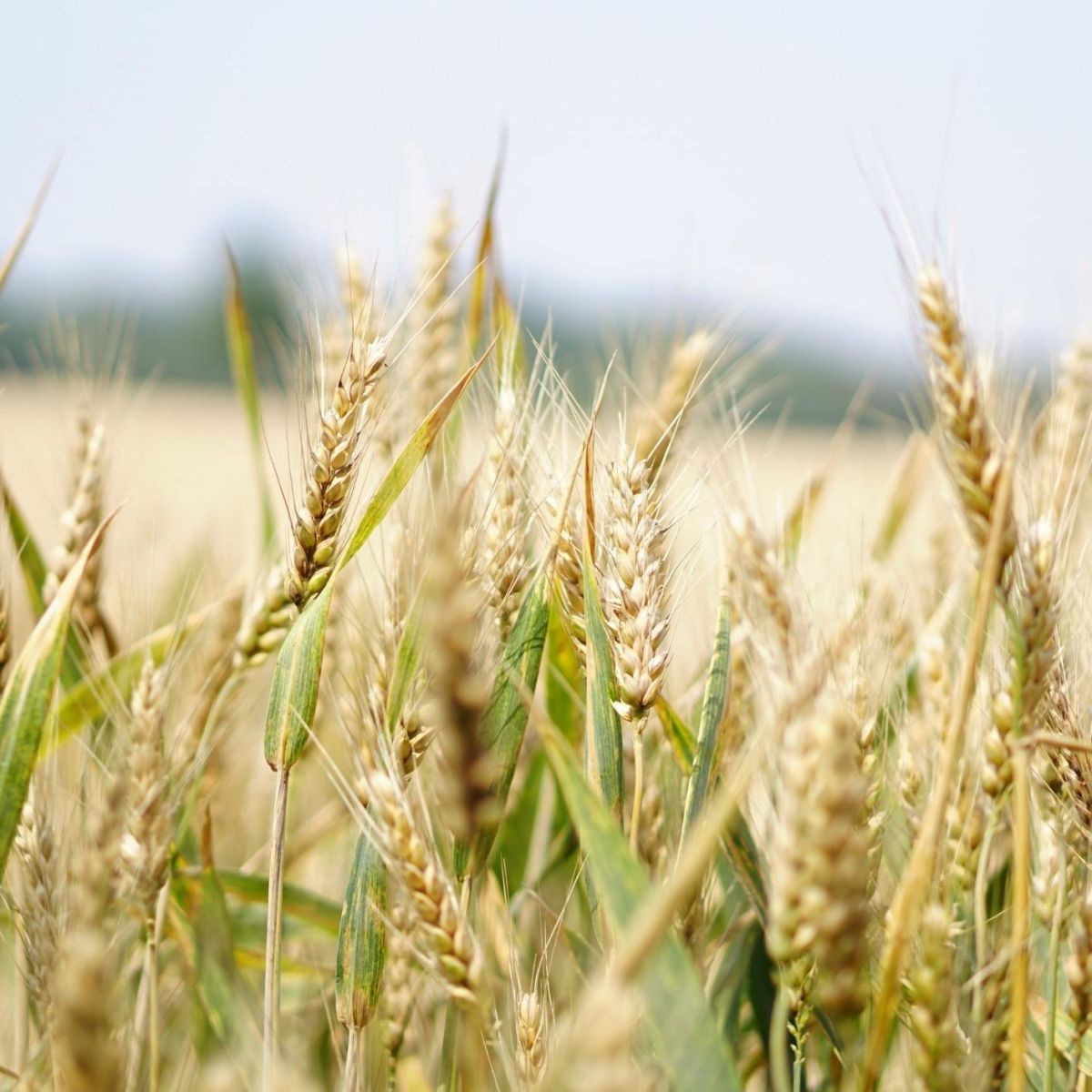 Food Contaminants task force