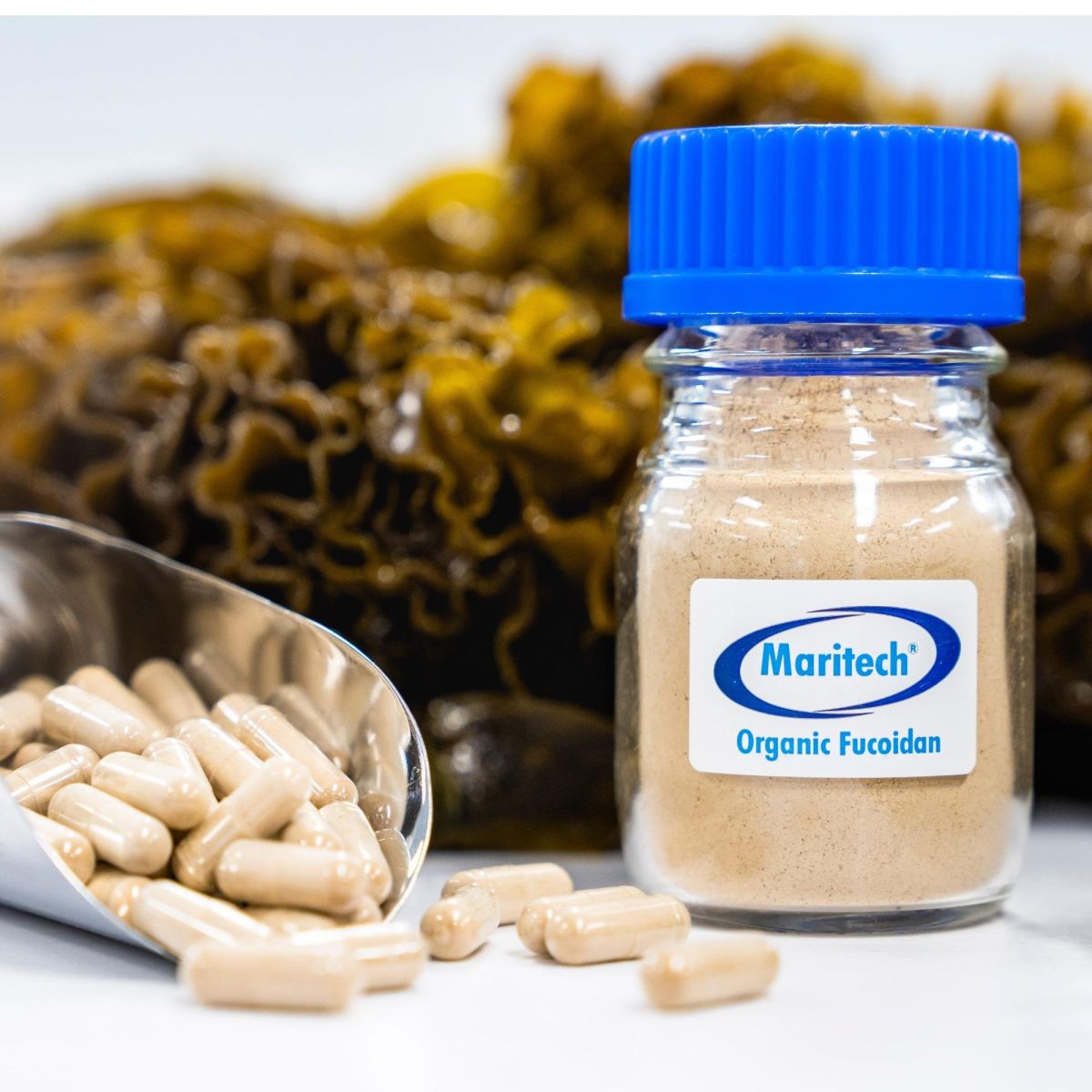 Maritech® organic fucoidan