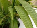 SETAIRE A FEUILLES DE PALMIER
