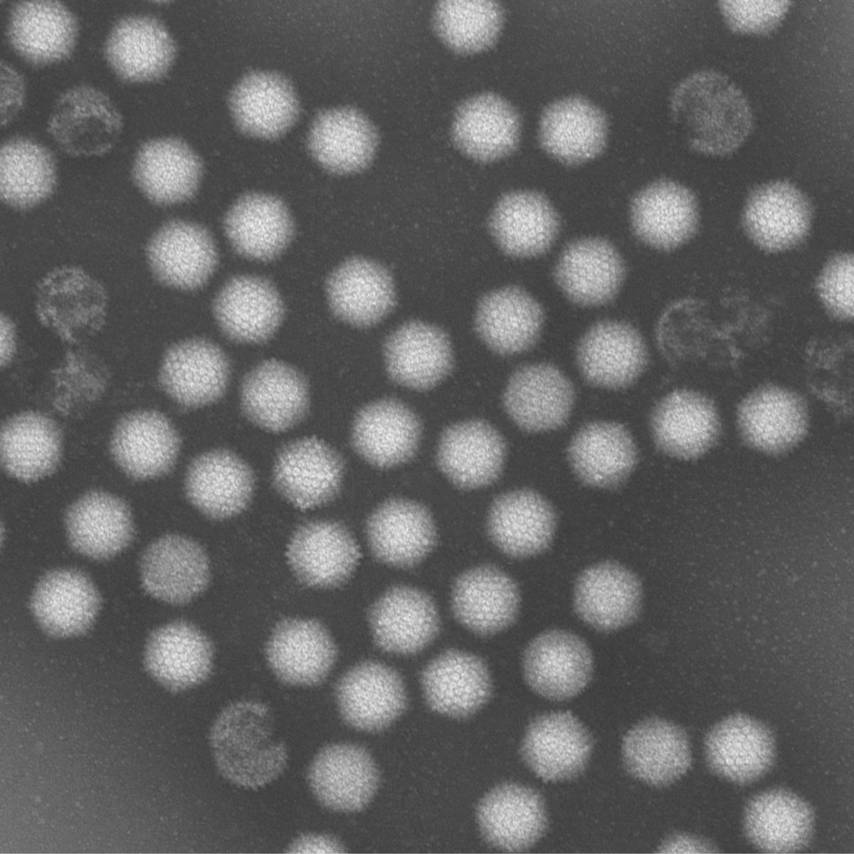 Viral Safety Testing