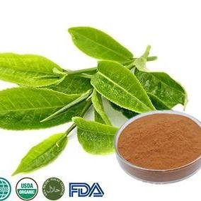 Organic Green Tea Extract