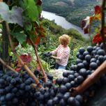 CAMMINANDO TRA I VIGNETI