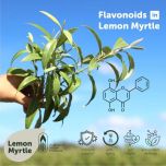 Lemon Myrtle (Backhousia citriodora)