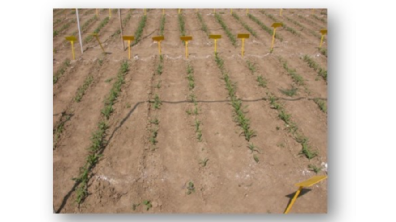 Mesurer la vigueur des semences pour produire malgré des conditions de culture limitantes