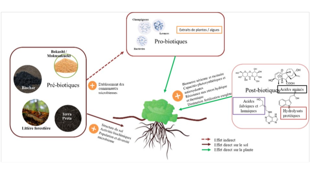 Entre Limites et Avantages : L’Impact des Biostimulants sur nos cultures légumières