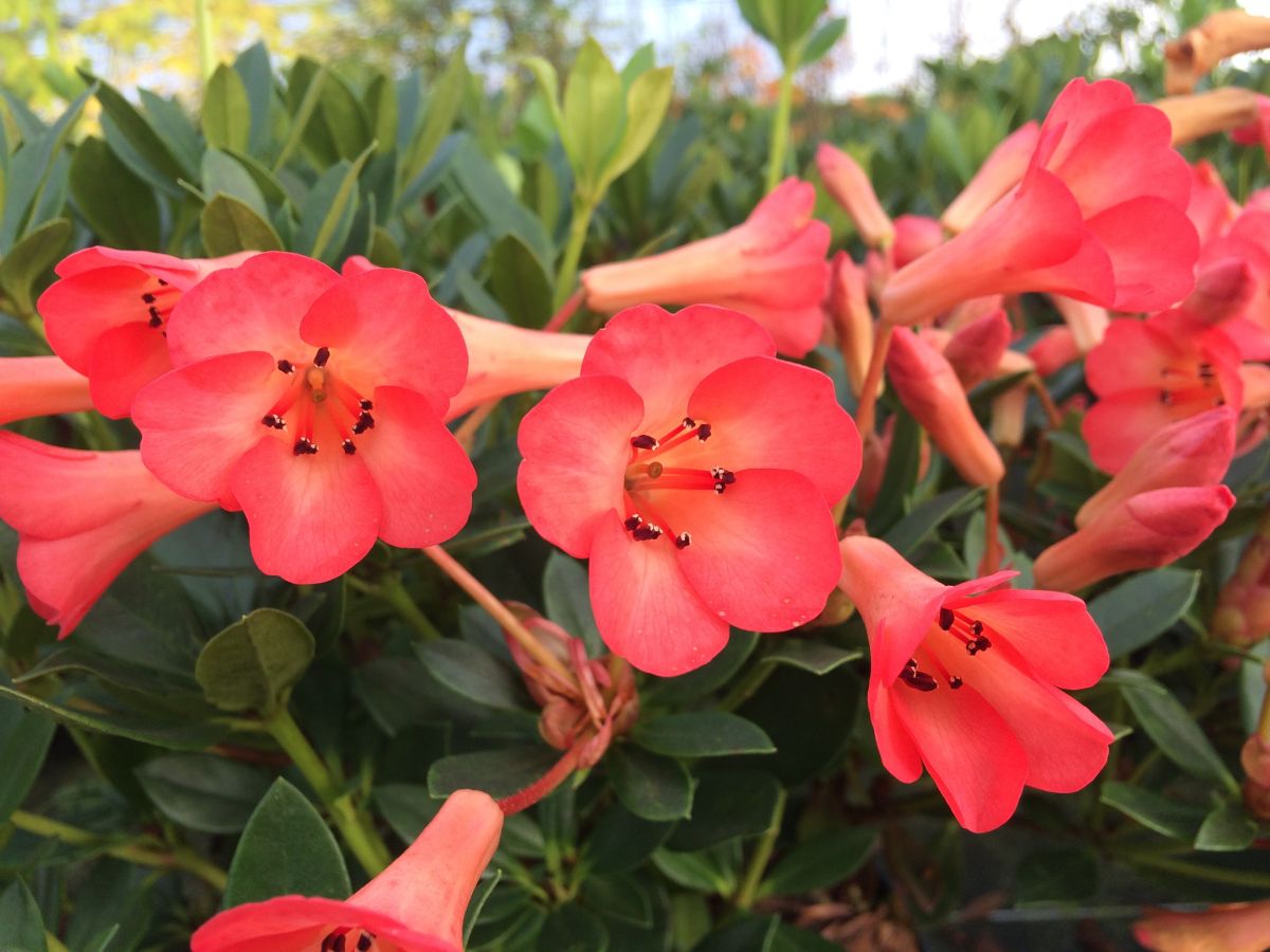 RHODODENDRON TROPICAL