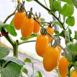 HMC 44 434 (TUTTI SUN) F1**