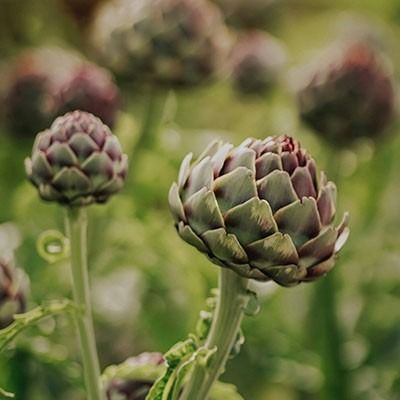Artichoke Extract