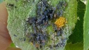 Organisation du comité des solutions