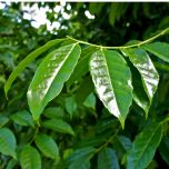 AmaTea® Max Organic Guayusa Extract