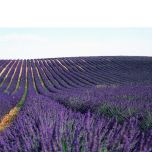 Production and storage hydrogen projects connected to the H₂ pipe network  for the decarbonization of the Southern Region