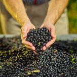 FENACTIVE® Antiviral support