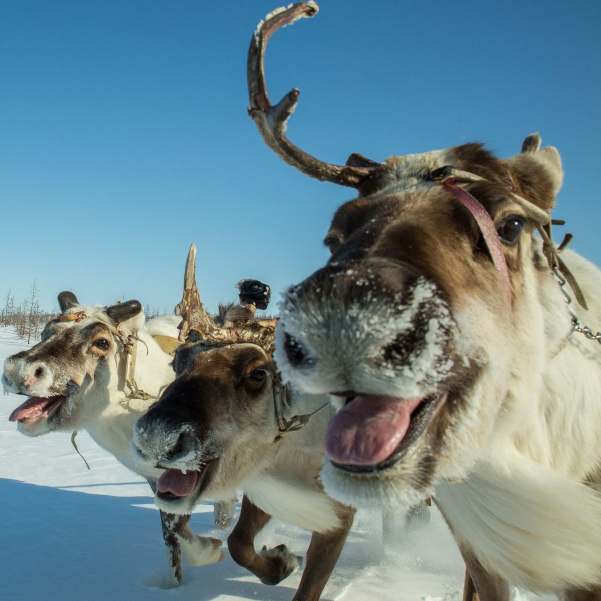 Horeku. The Stories of Tukhard Tundra.