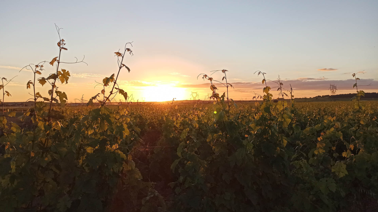 Référentiel économique du vigneron® et maîtrise des coûts : enjeux de durabilité de la viticulture