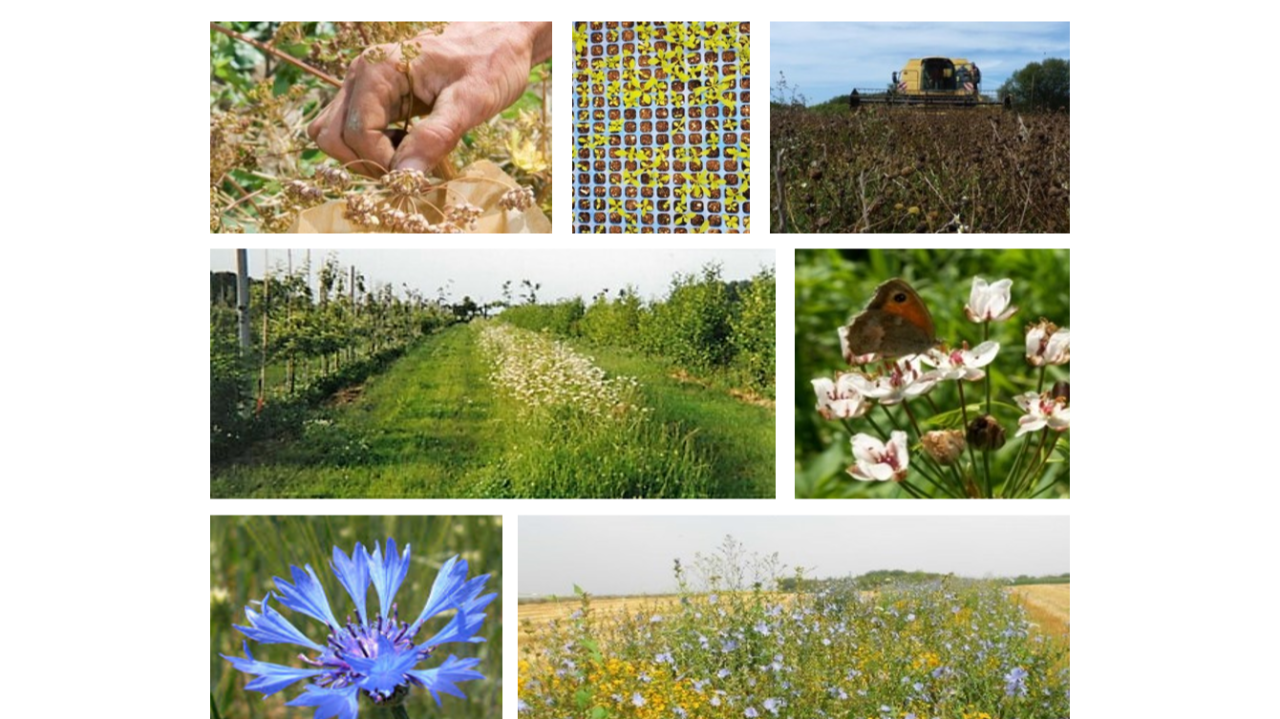 Retours d’expériences sur la production de végétaux herbacés sauvages d’origine locale – le projet FLOR’AGRI