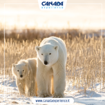 Canada Experience® Wildlife Experience Catalogo 2025