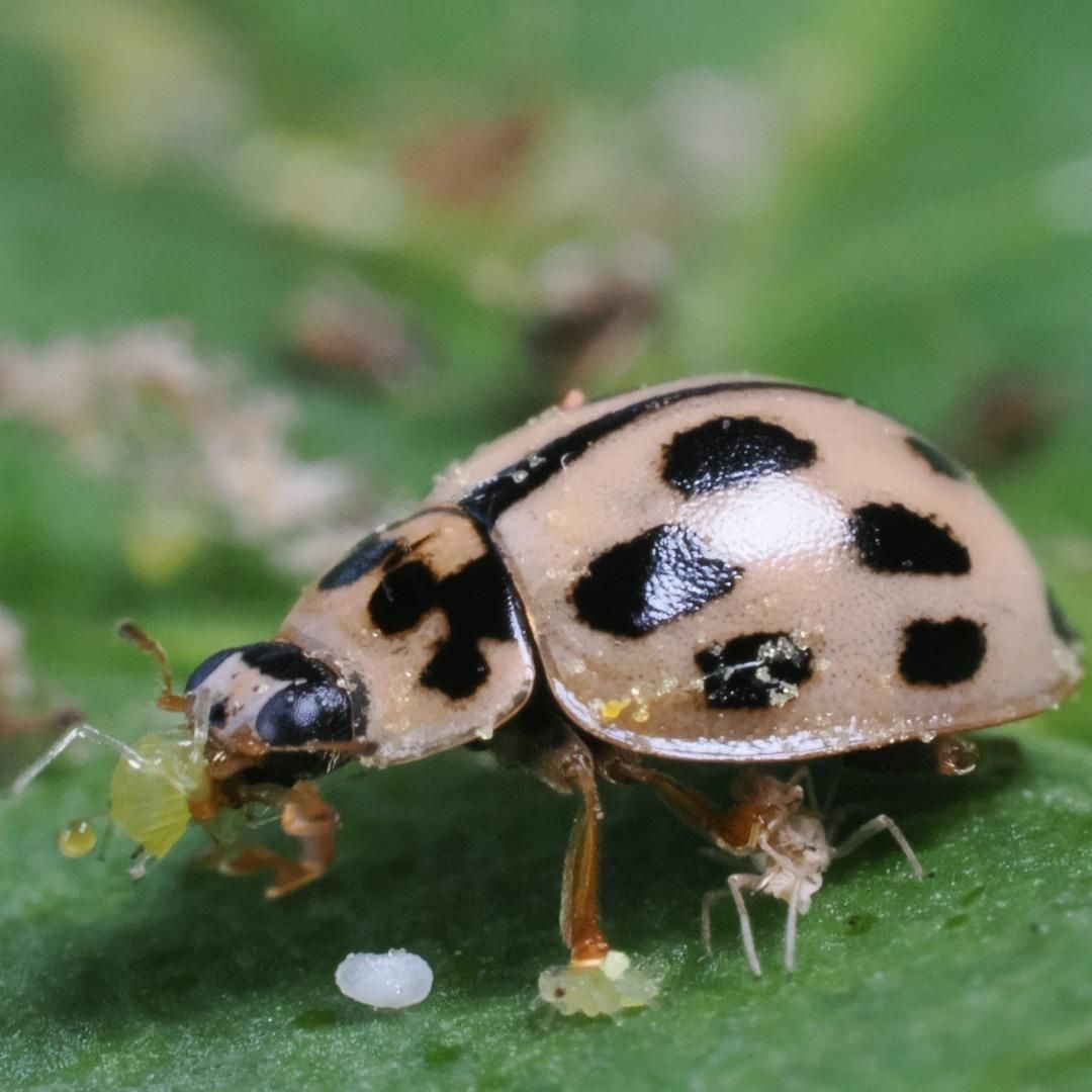 Propylea-System : notre nouvelle coccinelle pour lutter efficacement contre les pucerons