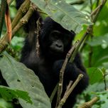 4 Days Uganda Gorilla Safari