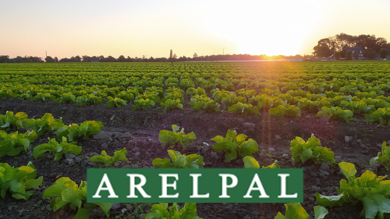 Cultures légumières : comment optimiser sa fertilisation ?