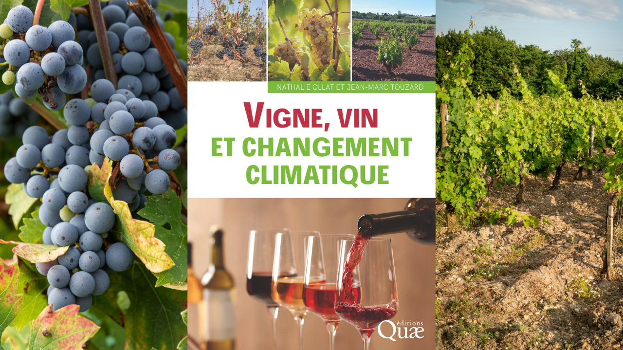 Vigne, vin et changement climatique