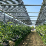 BRITE AgroPower Light