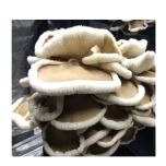 Bio Sanck Snack artesanal de cogumelo Ostra fênix e alho negro