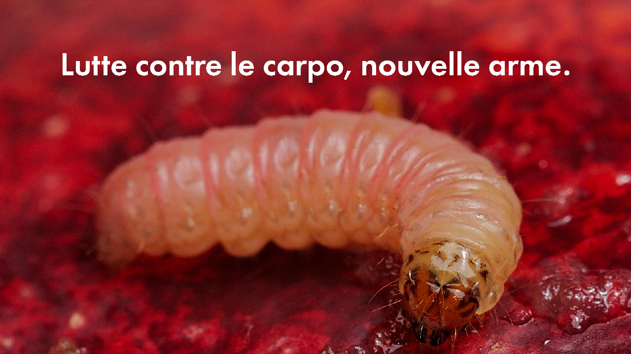 Comment protéger les vergers autrement : les nouvelles armes contre le carpocapse