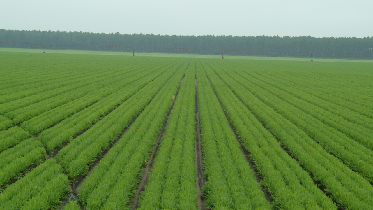Lutte contre les nématodes en carotte