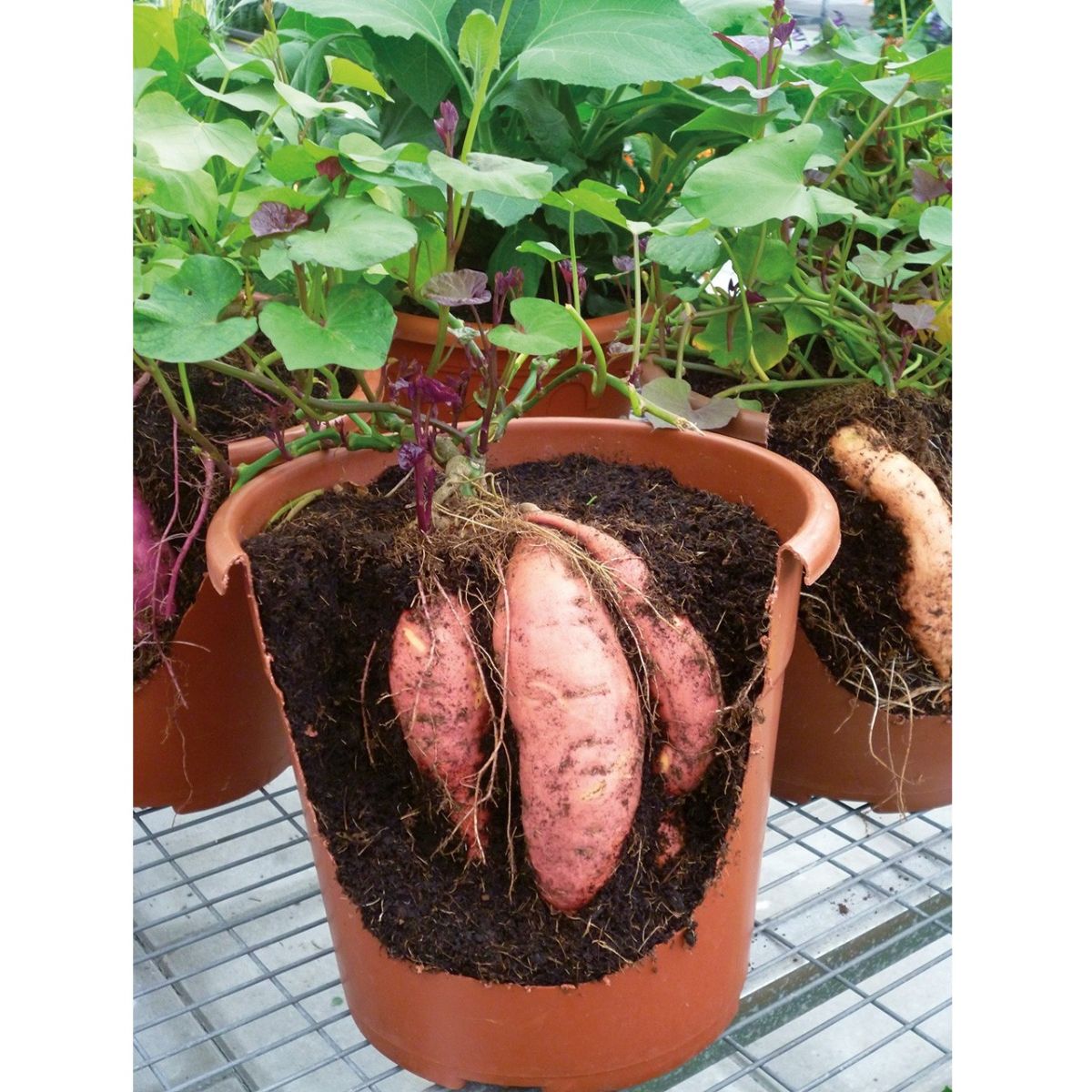 Patate douce Evangeline