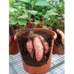 Patate douce Evangeline