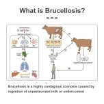 Brucella Coombs Test Kit