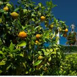 MAGGIORE CENTRO GOURMET