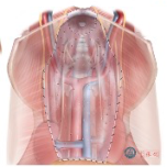 ExceReg Biological Surgical Graft