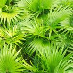 PROSTEROL®: SAW PALMETTO BERRY EXTRACT