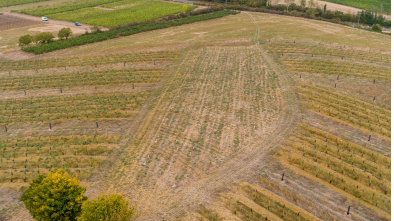 Projets ECOPHYTO DEPHY EXPE II : qu'en retenir en viticulture ?