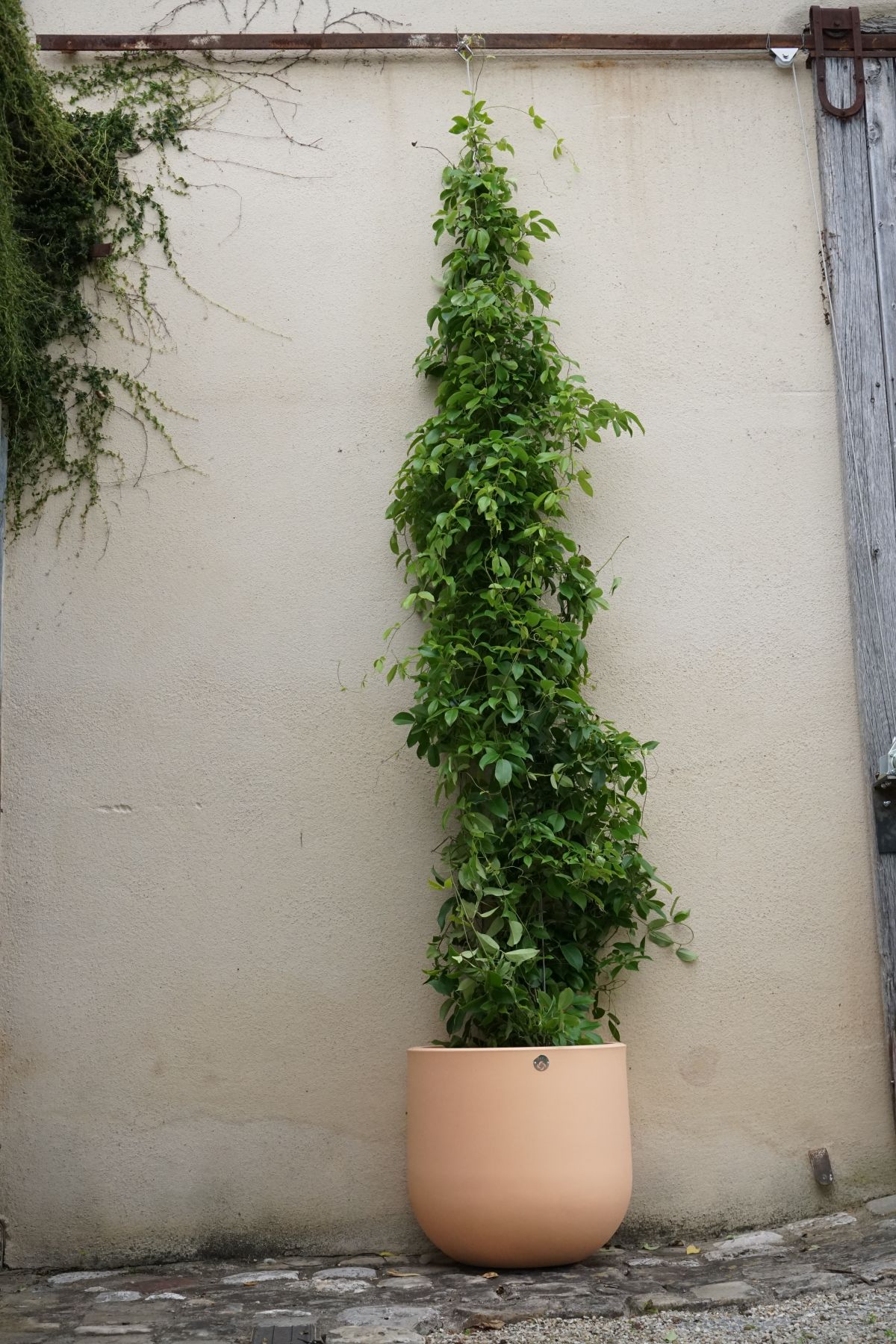 Vigne bleue de Chine