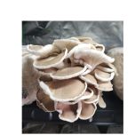 Bio Sanck Snack artesanal de cogumelo Ostra fênix e alho negro